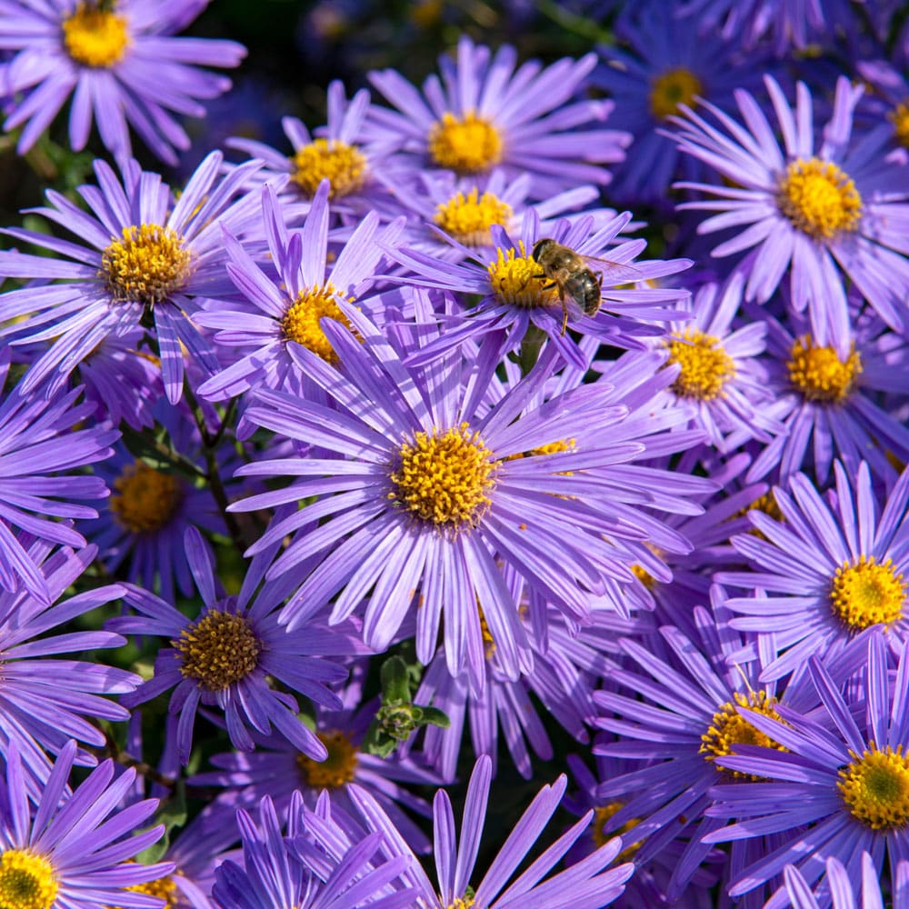 Aster perennials at Eastland Farms