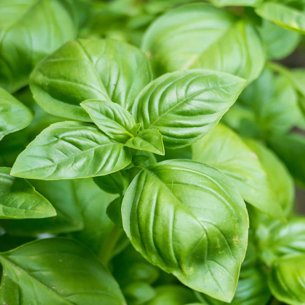 Culinary Herbs at Eastland Farms