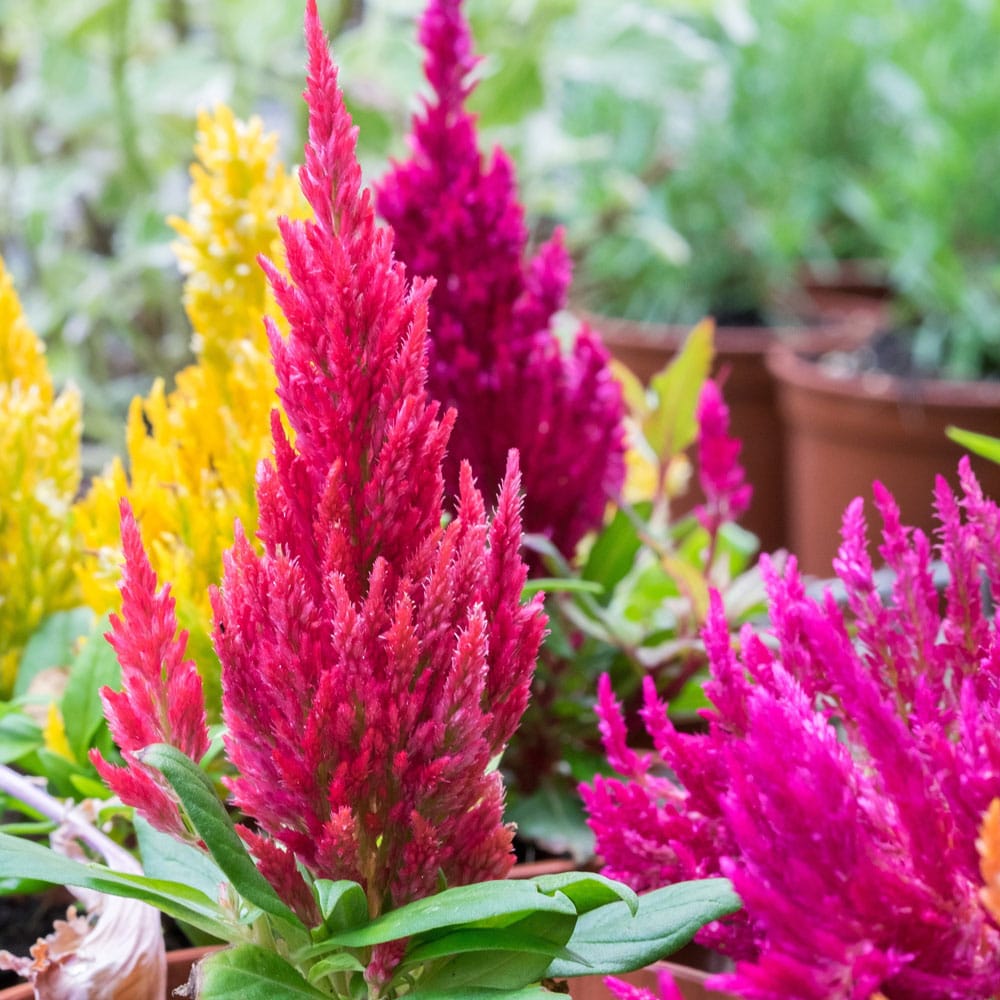 Vibrant Annuals at Eastland Farms