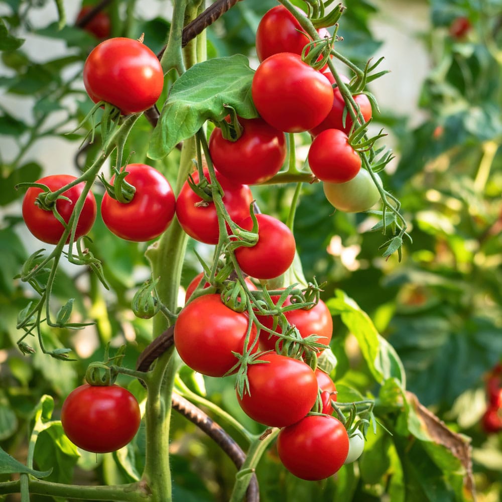 Homegrown Vegetable Plants at Eastland Farms