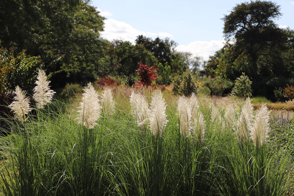 Eastland Farms Meadow