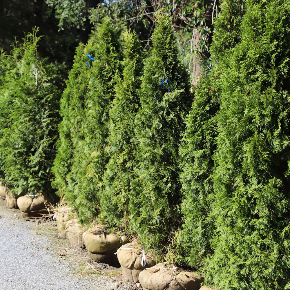 Shrubs at Eastland Farms