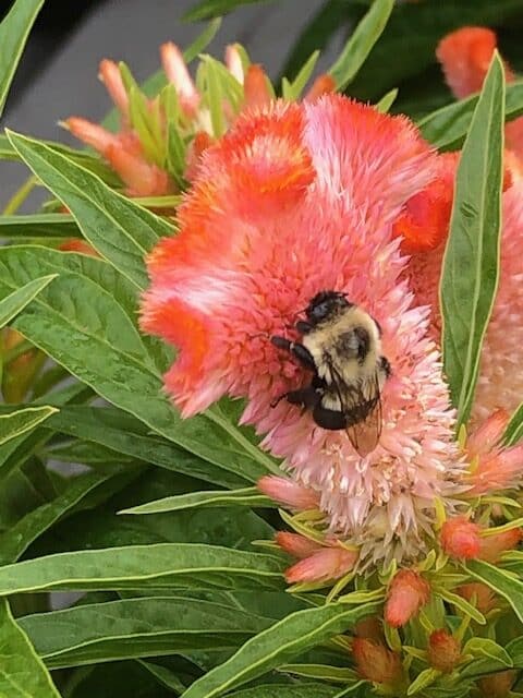 Bee on flower