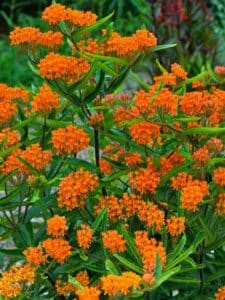 Orange Native Flowers